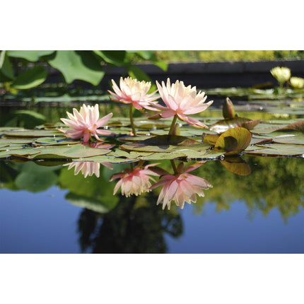 Inter Flowers GmbH Inter Flower -10 plant baskets, aquatic plant basket, 11 x 11 cm, for garden ponds, suitable for pond plants such as water lilies, plastic, pond plant basket, garden pond