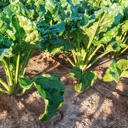 Sugar Beet Seeds, 300 Heirloom Sugar Beet Seeds, High Germination Rate, Non-GMO, Heirloom Planting Outdoor Garden, Yard, Vegetable Garden Seeds