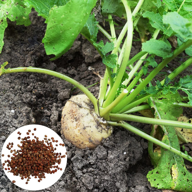 Sugar Beet Seeds, 300 Heirloom Sugar Beet Seeds, High Germination Rate, Non-GMO, Heirloom Planting Outdoor Garden, Yard, Vegetable Garden Seeds