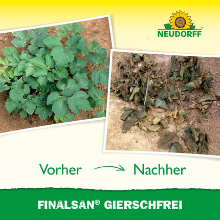 Neudorff Finalsan GierschFrei – Fast-acting weed killer against ground elder and horsetail for 180 m². Effective right down to the roots, 1 liter