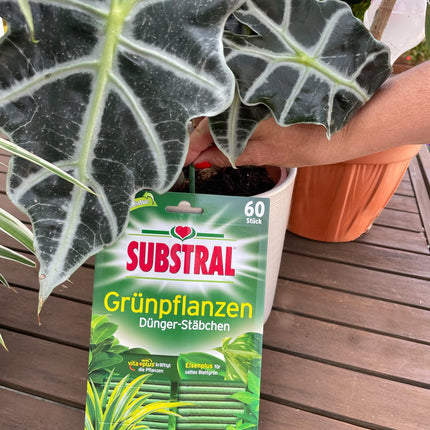 Substral Fertilizer Sticks for Green Plants with Iron Plus and 2 Months Long-Term Effect, 60 Sticks, Green