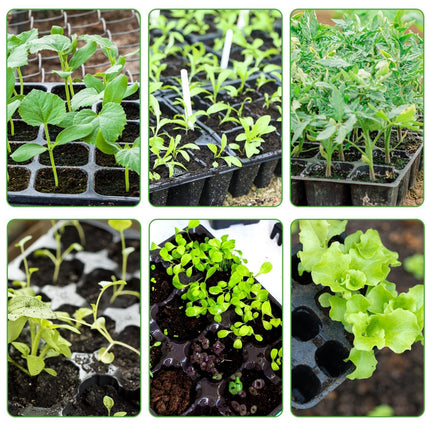 120 Cells Seedling Starter Trays Reusable, Mini Propagator, Greenhouse Growing Set, Growing Trays for Plants Indoor Greenhouse Plastic Germination Trays for Nursery, Growing