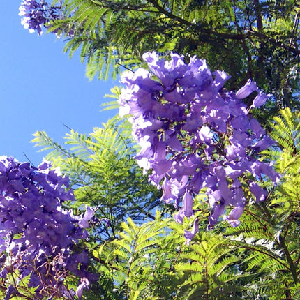 Seedeo® Jacaranda Grow Kit (Jacaranda mimosafolia)