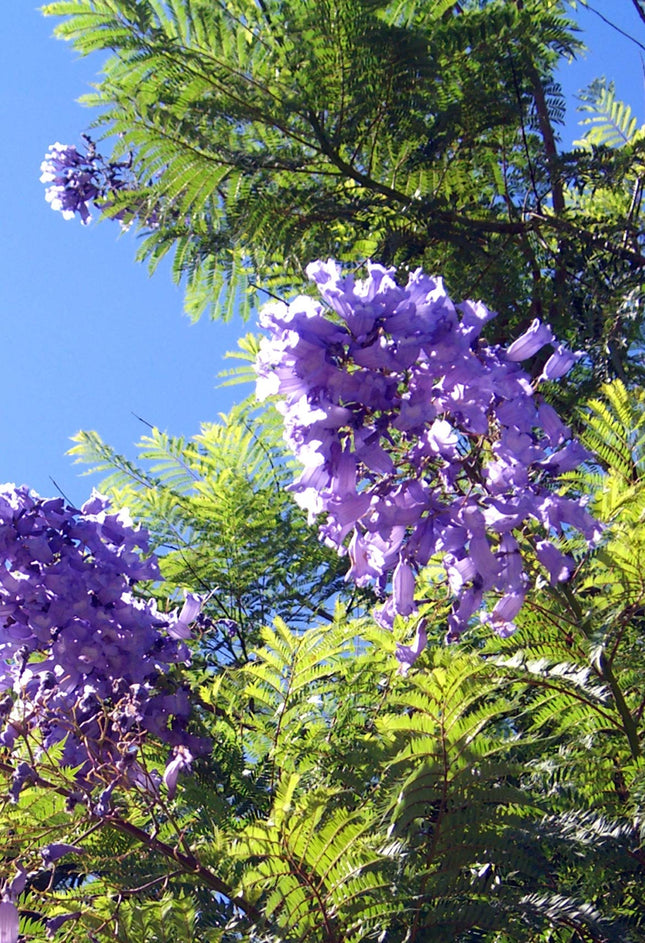 Seedeo® Jacaranda Grow Kit (Jacaranda mimosafolia)