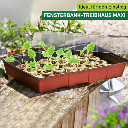 Windhager Indoor Greenhouse MAXI Window Sill Greenhouse Plant Cultivation incl. 24 Growing Tablets, terracotta/anthracite, 23.5 x 35 x 11 cm