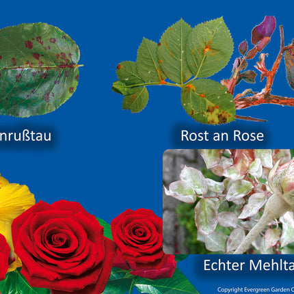 Substral Celaflor Fungus-Free Saprol Roses AF, ready-to-use spray against fungal diseases on roses, 750 ml