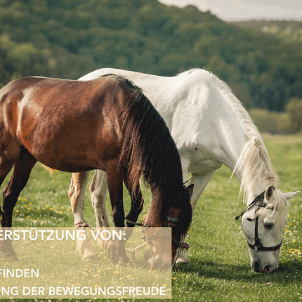 Mahu Natur 1 kg MSM Horse and MSM Dog High Dose - Methylsulfonylmethane (Organic Sulfur) - High Dose and High Purity - MSM Powder 1000g