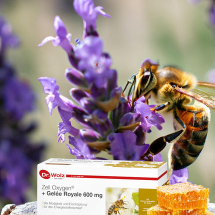 Dr. Wolz Zell Oxygen + Royal Jelly 600 mg, natural enzyme yeast cells, for performance and energy, with fresh organic royal jelly and vitamins, 14 ampoules of 20 ml each