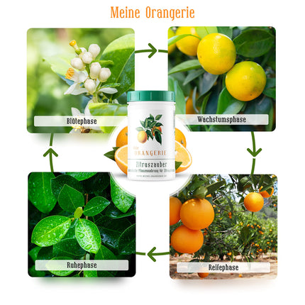 My Orangery Citrus Fertilizer for all Citrus Plants [1kg] - Premium Plant Fertilizer - Professional Citrus Fertilizer for Lemon Trees, Orange Trees, Limes and many more (1000 grams)