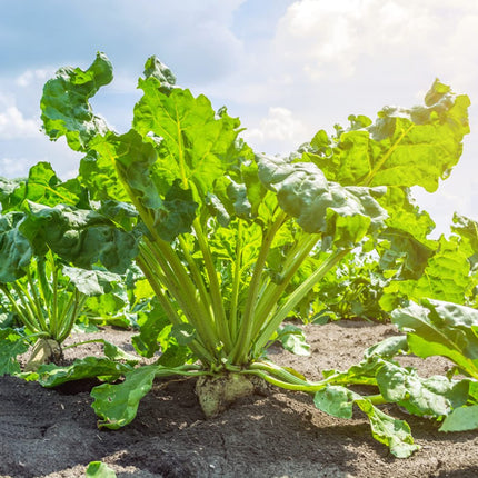 Sugar Beet Seeds, 300 Heirloom Sugar Beet Seeds, High Germination Rate, Non-GMO, Heirloom Planting Outdoor Garden, Yard, Vegetable Garden Seeds