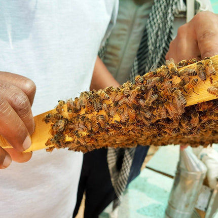 Propolis from ImkerPur, 100g, antibacterial, residue-free, directly from the apiary (raw propolis (in pieces))