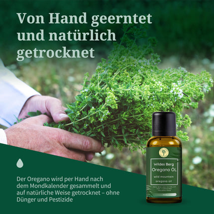 Wild Mountain Oregano Oil | 100% Pure | 82% + Carvacrol | 2 x 10 ml (20 ml) = 820 drops | Naturally wild from Greece | Laboratory tested