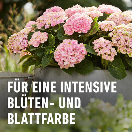 COMPO Hydrangea and Camellia Fertilizer for all bog plants, special liquid fertilizer with extra iron, 1 liter, Hydrangea Fertilizer