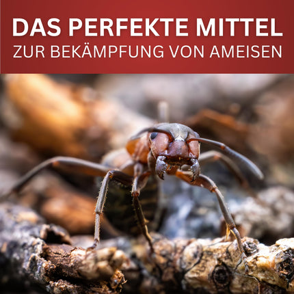 BIODELTA Ant Spray - Anti-ant agent for combating ants in the home and garden - combats ants - against all types of ants - long-lasting effect, odorless and stain-free (500 ml)