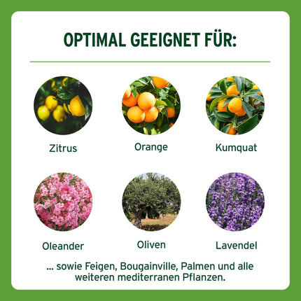 Substral long-term depot fertilizer for citrus and Mediterranean plants, e.g. bougainvillea, oleander, figs, etc., 750 g, green