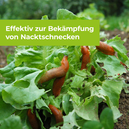 PROTECT GARDEN Protect MaXX Slug Pellets FE, rainproof, reliable slug control on vegetables, fruit, and ornamental plants, 1.2 kg folding box for up to 315 m²