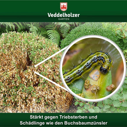 THE WINNER 09/2020 Veddelholzer 6kg organic algae lime 100% pure powder from seaweed strengthens resistance &amp; regeneration of the boxwood against the boxwood moth Boxwood fertilizer Natural fertilizer Spray