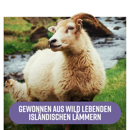 Hunter &amp; Gather Lamb Liver 90 Capsules | Nutritional supplement made from free-range, grass-fed Icelandic lamb | 100% raw freeze-dried lamb liver | No GM feed, antibiotics, or hormones