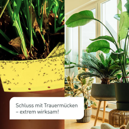 Plantura SF nematodes against fungus gnats, for watering, highly effective &amp; organic, beneficial insects from Germany, 1 million for 1 m²/ approx. 10 plants