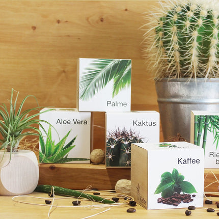 Feel Green 296244 Ecocube Aloe Vera, Sustainable Gift Idea (100% Eco Friendly), Grow Your Own/Cultivation Kit, Plants in a Wooden Cube, Made in Austria