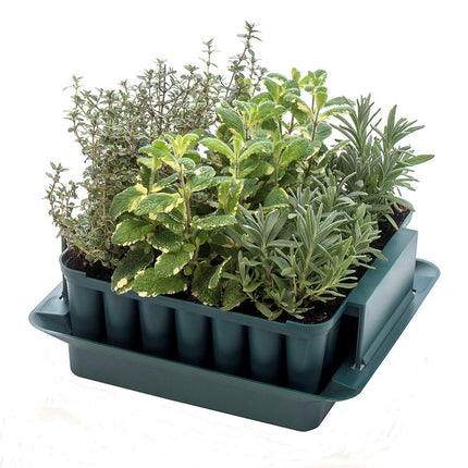 Agralan MA100 mini greenhouse for plant cuttings