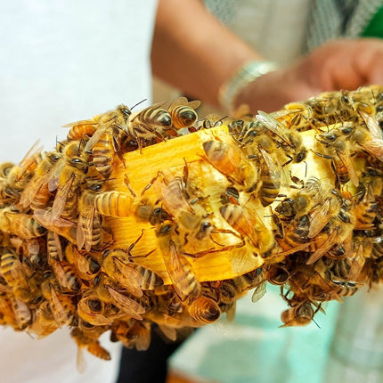 Propolis from ImkerPur, 100g, antibacterial, residue-free, directly from the apiary (raw propolis (in pieces))