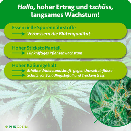 Purgrün® Cannabis Fertilizer Set 2 x 1 Liter – Fast-acting mineral formula – Full-spectrum nutrients for growth and flowering – Liquid fertilizer for indoor and outdoor use – For autoflowers, sativas, and indicas