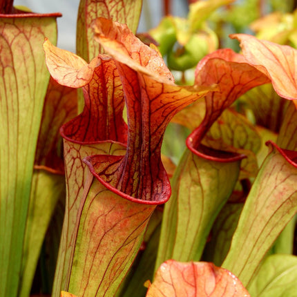 Seedeo Grow Kit Red Pitcher Plant (Sarracenia purpurea)