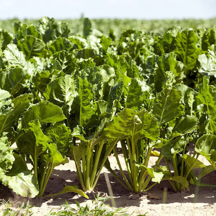 Sugar Beet Seeds, 300 Heirloom Sugar Beet Seeds, High Germination Rate, Non-GMO, Heirloom Planting Outdoor Garden, Yard, Vegetable Garden Seeds