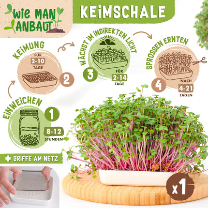 zengreens® Organic Sprouts Growing Kit – Sprouting Jar Set of 1, 2, or 3 – Includes sprouting jar, growing tray, and sprouting seeds – Includes a 50-page guide and 10-part online video course