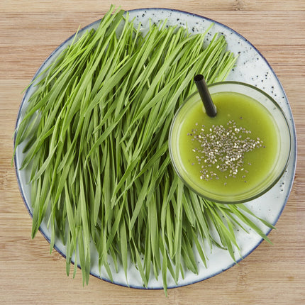 Sperli BIO Microgreen Grow Kit, Wheatgrass Seeds 85010 - Reusable seed tray for easy cultivation - Grass seeds, seeds