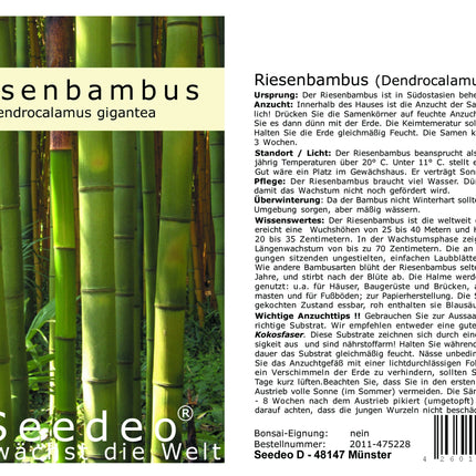 Seedeo® Grow Kit Giant Bamboo (Dendrocalamus gigantea) 60 Seeds