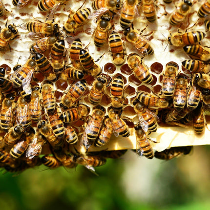 Propolis from ImkerPur, 100g, antibacterial, residue-free, directly from the apiary (raw propolis (in pieces))