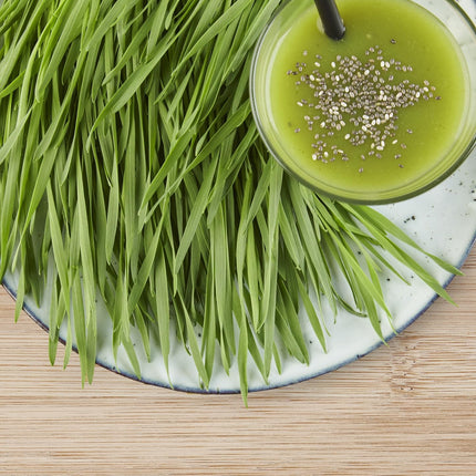 Sperli BIO Microgreen Grow Kit, Wheatgrass Seeds 85010 - Reusable seed tray for easy cultivation - Grass seeds, seeds