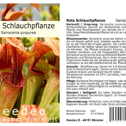 Seedeo Grow Kit Red Pitcher Plant (Sarracenia purpurea)