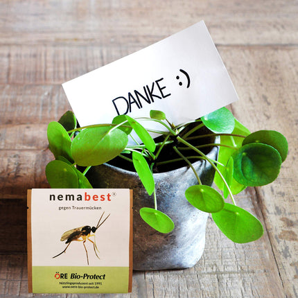nemabest® SF nematodes 6 million (60 plants/12m²) against fungus gnats