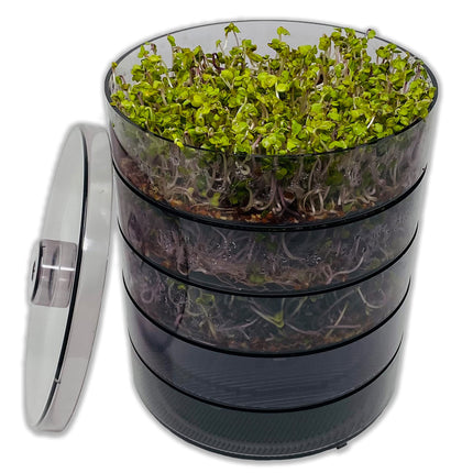 SaatPur® Sprouting Box Set 4 with four levels as a sprouting device: Sprout cultivation and microgreens growing trays. Germination box, germination tray, sprouting box, sprouting house, sprouting device