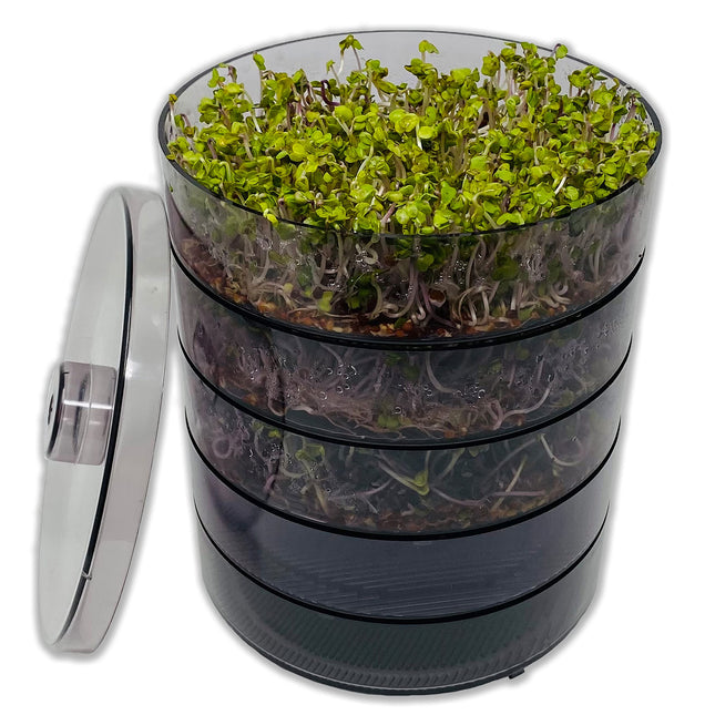 SaatPur® Sprouting Box Set 4 with four levels as a sprouting device: Sprout cultivation and microgreens growing trays. Germination box, germination tray, sprouting box, sprouting house, sprouting device