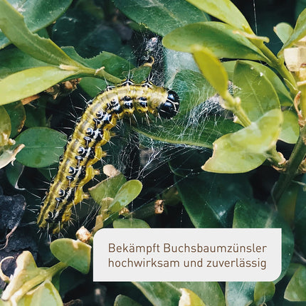Plantura Xentari Caterpillar-Free &amp; Moth-Free against box tree moths and pest caterpillars, extremely effective &amp; biological spray, not harmful to bees, 8 x 2g sachets