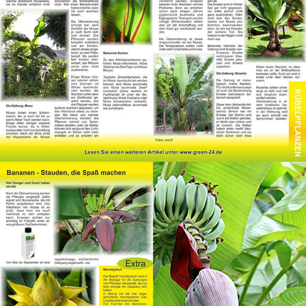 GREEN24 Banana Fertilizer Musa Fertilizer HIGHTECH fertilization of bananas