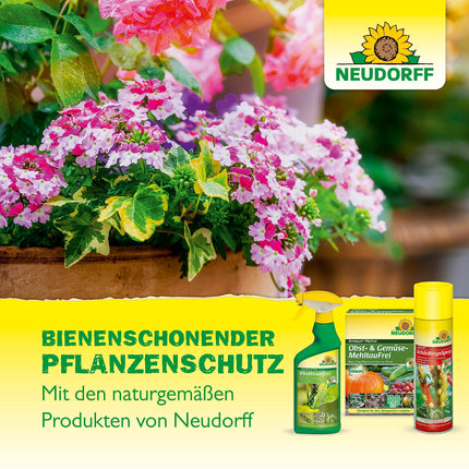 Neudorff Promanal AF New Scale and Mealybug Free – Combats scale and mealybugs as well as spider mites on hard-leaved ornamental plants such as oleander and olive, 500 ml, colorful