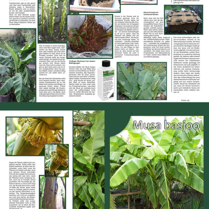 GREEN24 Banana Fertilizer Musa Fertilizer HIGHTECH fertilization of bananas